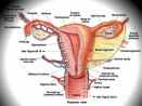 Image result for Cancer the dreaded disease of women